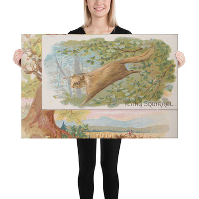 Flying Squirrel, from Quadrupeds series (N41) for Allen & Ginter Cigarettes - Allen & Ginter - 1890 - Canvas Museum quality 7748474