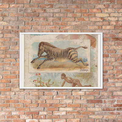 Zebra, from Quadrupeds series (N41) for Allen & Ginter Cigarettes - Allen & Ginter - 1890 - Photo Paper Framed Poster Museum quality 7724825