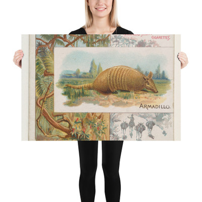 Armadillo, from Quadrupeds series (N41) for Allen & Ginter Cigarettes - Allen & Ginter - 1890 - Paper Poster Museum quality 7748439