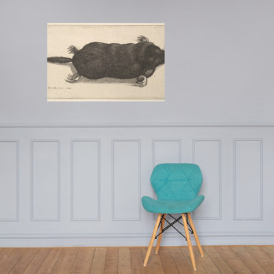 Dead Mole - Wenceslaus Hollar - 1646 - Paper Poster Museum quality 7740126