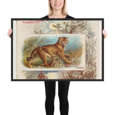 Tiger, from Quadrupeds series (N41) for Allen & Ginter Cigarettes - Allen & Ginter - 1890 - Matte Paper Framed Poster Museum quality 7724759