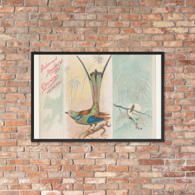 Abyssinian Roller, from the Song Birds of the World series (N42) for Allen & Ginter Cigarettes - Allen & Ginter - 1890 - Photo Paper Framed Poster Museum quality 7724760
