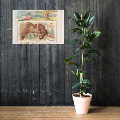 Marten, from Quadrupeds series (N41) for Allen & Ginter Cigarettes - Allen & Ginter - 1890 - Photo Paper Poster Museum quality 7748336