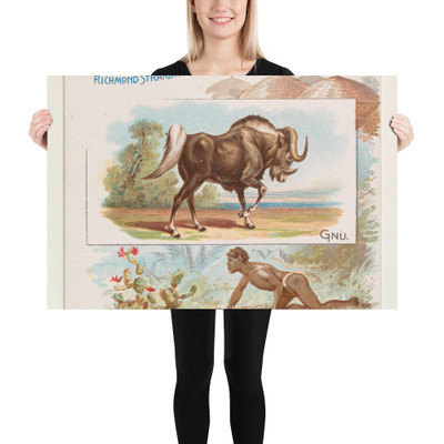 Gnu, from Quadrupeds series (N41) for Allen & Ginter Cigarettes - Allen & Ginter - 1890 - Paper Poster Museum quality 7748477