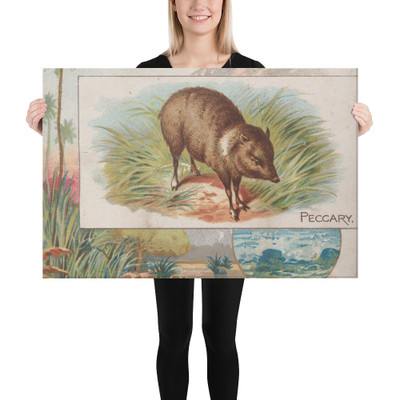 Peccary, from Quadrupeds series (N41) for Allen & Ginter Cigarettes - Allen & Ginter - 1890 - Canvas Museum quality 7719945