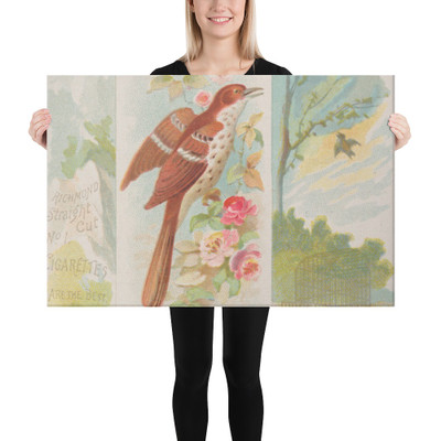 Brown Thrasher, from the Song Birds of the World series (N42) for Allen & Ginter Cigarettes - Allen & Ginter - 1890 - Canvas Museum quality 7719890