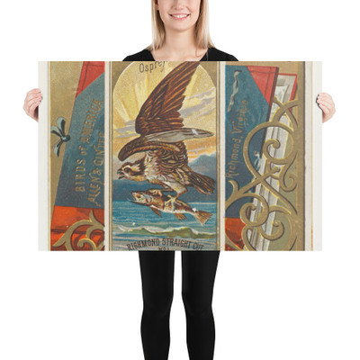 Osprey, from the Birds of America series (N37) for Allen & Ginter Cigarettes - Allen & Ginter - 1888 - Paper Poster Museum quality 7724899