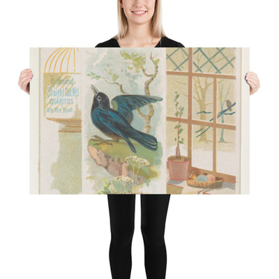 Whistling Thrush, from the Song Birds of the World series (N42) for Allen & Ginter Cigarettes - Allen & Ginter - 1890 - Paper Poster Museum quality 7725255