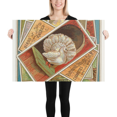 Fantail Pigeon, from the Birds of America series (N37) for Allen & Ginter Cigarettes - Allen & Ginter - 1888 - Photo Paper Poster Museum quality 7725217