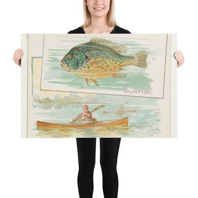 Sunfish, from Fish from American Waters series (N39) for Allen & Ginter Cigarettes - Allen & Ginter - 1889 - Paper Poster Museum quality 7742455