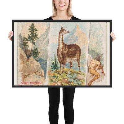 Llama, from Quadrupeds series (N41) for Allen & Ginter Cigarettes - Allen & Ginter - 1890 - Matte Paper Framed Poster Museum quality 7748261