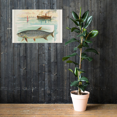 Tarpon, from Fish from American Waters series (N39) for Allen & Ginter Cigarettes - Allen & Ginter - 1889 - Paper Poster Museum quality 7742396