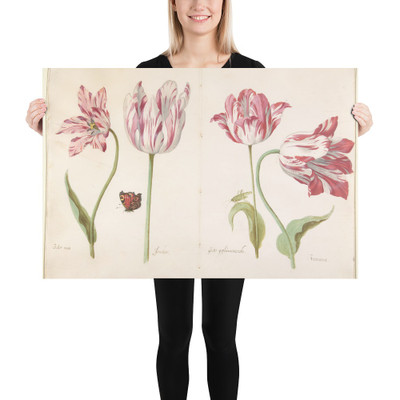 Four Tulips:  Boter man (Butter Man), Joncker (Nobleman), Grote geplumaceerde (The Great Plumed One), and Voorwint (With the Wind) - Jacob Marrel - ca. 1635–45 - Photo Paper Poster Museum quality 7798038