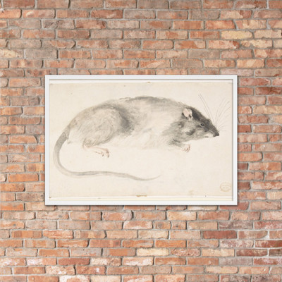 A Rat Seen in Profile - Count Giorgio Durante (Duranti) - 1685–1755 - Matte Paper Framed Poster Museum quality 7796356