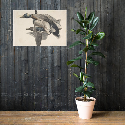 Two Dead Ducks. - Count Giorgio Durante (Duranti) - 1685–1755 - Paper Poster Museum quality 7796361