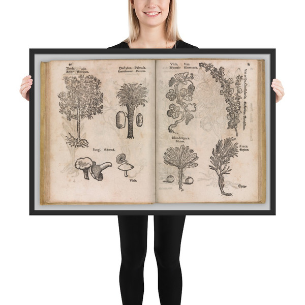 I) Herbarum, Arborum, Fructium, Frumentorum, c. 1540 ... II) De Speciali quarundam plantarum, Frankfurt: Egenolff 1552 - Christian Egenolff - 1552 - Matte Paper Framed Poster Museum quality 7743642