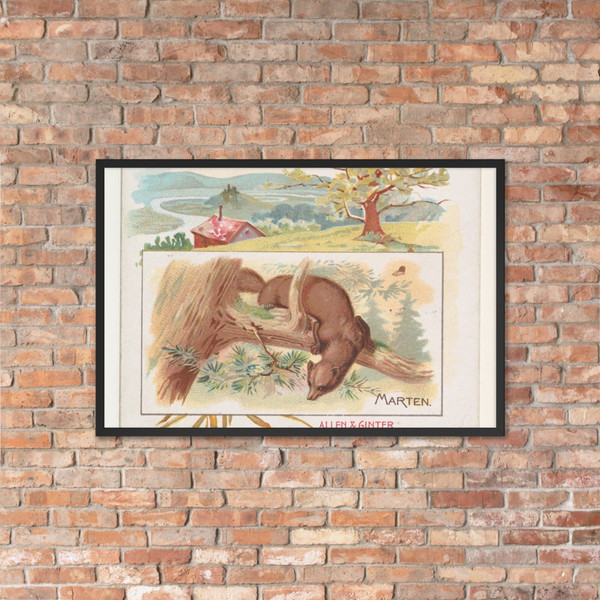 Marten, from Quadrupeds series (N41) for Allen & Ginter Cigarettes - Allen & Ginter - 1890 - Photo Paper Framed Poster Museum quality 7748344