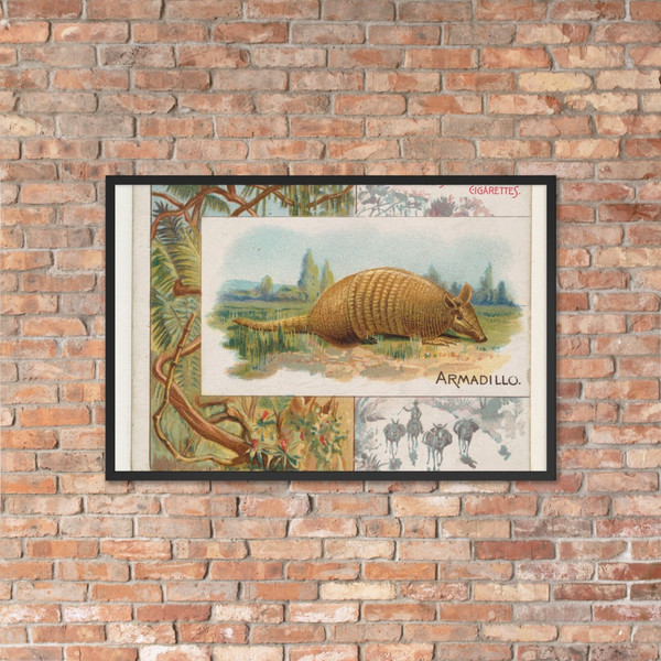Armadillo, from Quadrupeds series (N41) for Allen & Ginter Cigarettes - Allen & Ginter - 1890 - Matte Paper Framed Poster Museum quality 7748452