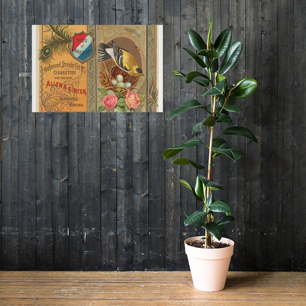 Goldfinch, from the Birds of America series (N37) for Allen & Ginter Cigarettes - Allen & Ginter - 1888 - Photo Paper Poster Museum quality 7725225