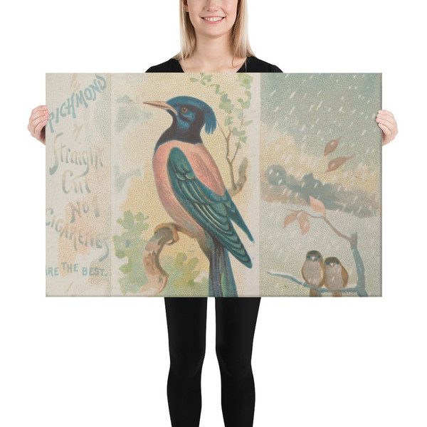 Pastor, from the Song Birds of the World series (N42) for Allen & Ginter Cigarettes - Allen & Ginter - 1890 - Canvas Museum quality 7719819