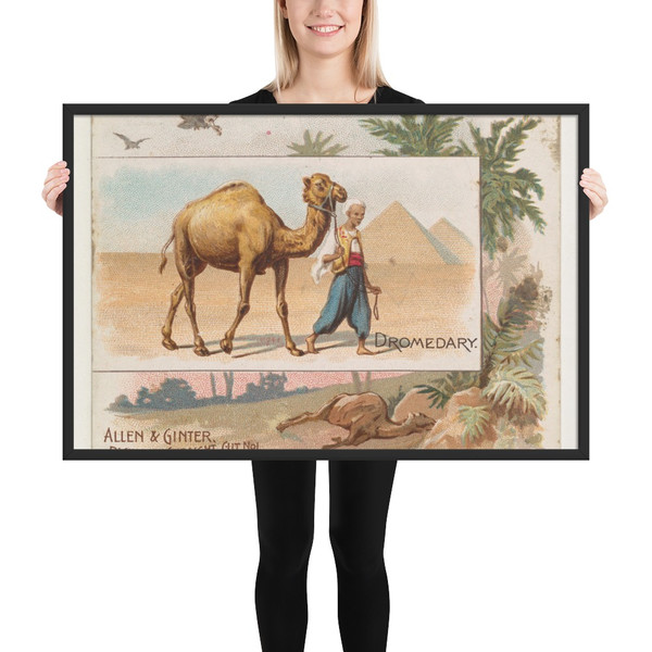 Dromedary, from Quadrupeds series (N41) for Allen & Ginter Cigarettes - Allen & Ginter - 1890 - Photo Paper Framed Poster Museum quality 7748583