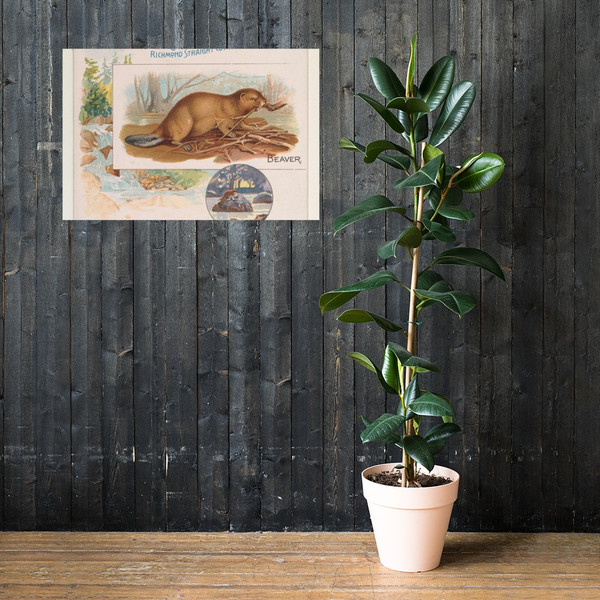 Beaver, from Quadrupeds series (N41) for Allen & Ginter Cigarettes - Allen & Ginter - 1890 - Photo Paper Poster Museum quality 7748456
