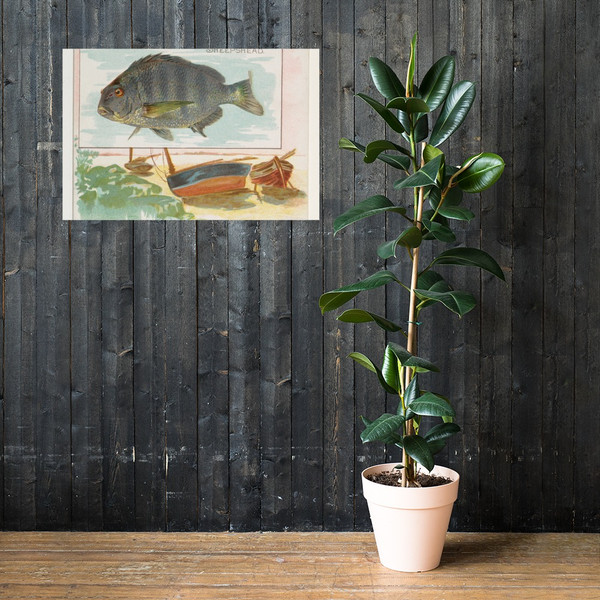 Sheepshead, from Fish from American Waters series (N39) for Allen & Ginter Cigarettes - Allen & Ginter - 1889 - Paper Poster Museum quality 7742437