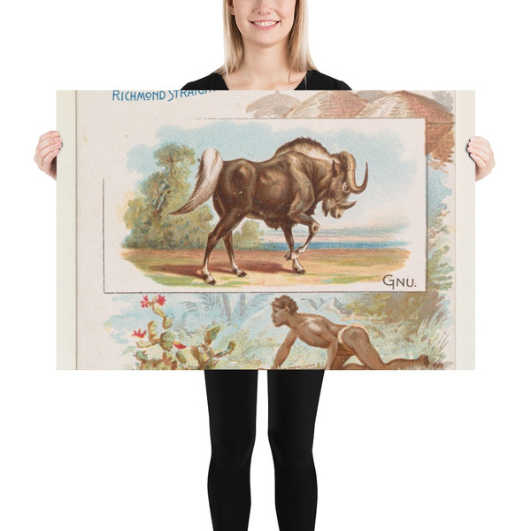 Gnu, from Quadrupeds series (N41) for Allen & Ginter Cigarettes - Allen & Ginter - 1890 - Paper Poster Museum quality 7748477