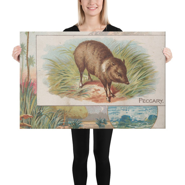 Peccary, from Quadrupeds series (N41) for Allen & Ginter Cigarettes - Allen & Ginter - 1890 - Canvas Museum quality 7719945