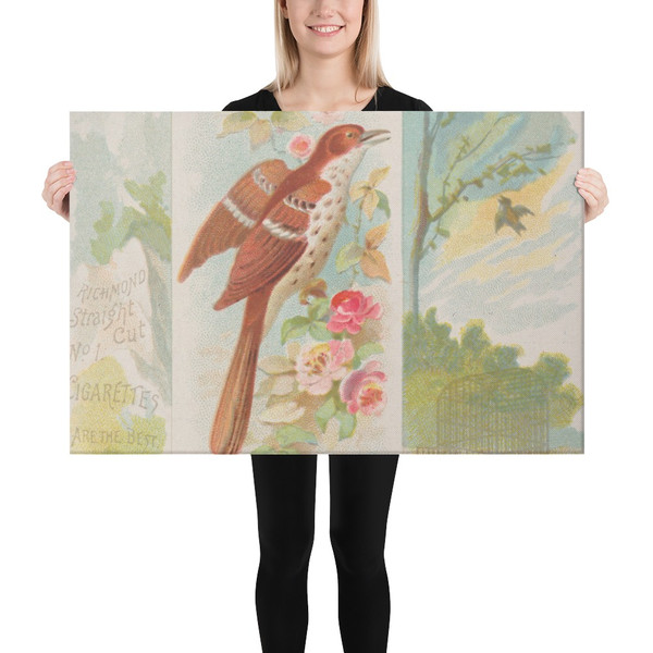 Brown Thrasher, from the Song Birds of the World series (N42) for Allen & Ginter Cigarettes - Allen & Ginter - 1890 - Canvas Museum quality 7719890