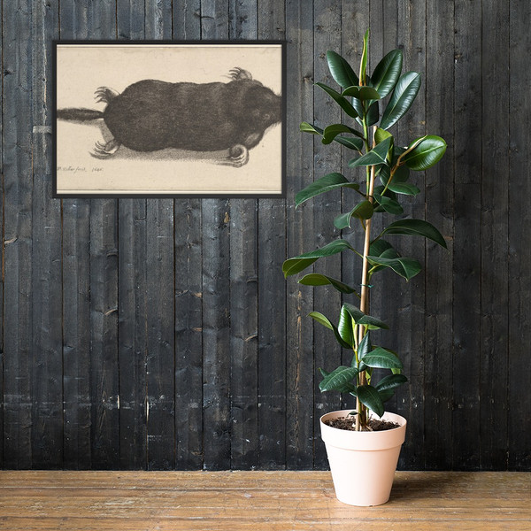 Dead Mole - Wenceslaus Hollar - 1646 - Matte Paper Framed Poster Museum quality 7740134