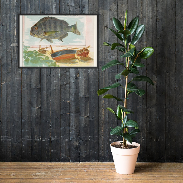 Sheepshead, from Fish from American Waters series (N39) for Allen & Ginter Cigarettes - Allen & Ginter - 1889 - Photo Paper Framed Poster Museum quality 7742471