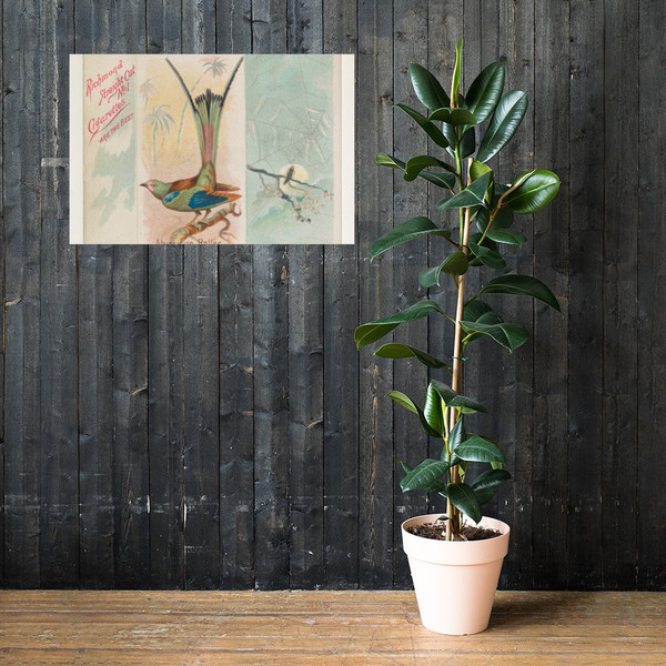 Abyssinian Roller, from the Song Birds of the World series (N42) for Allen & Ginter Cigarettes - Allen & Ginter - 1890 - Paper Poster Museum quality 7724717