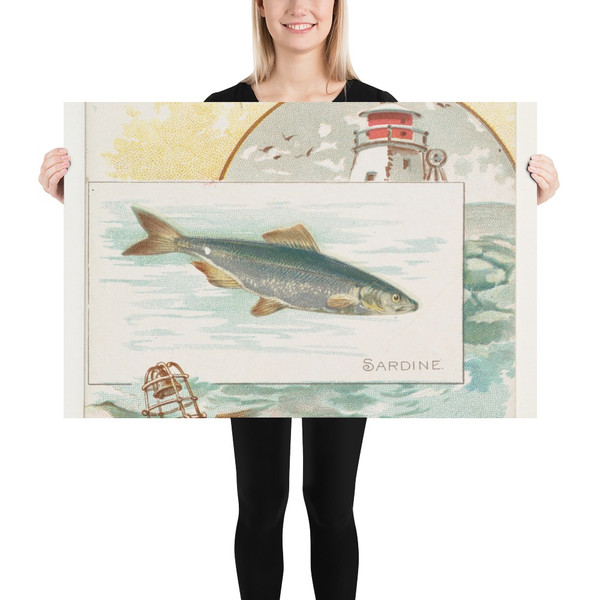 Sardine, from Fish from American Waters series (N39) for Allen & Ginter Cigarettes - Allen & Ginter - 1889 - Photo Paper Poster Museum quality 7742412