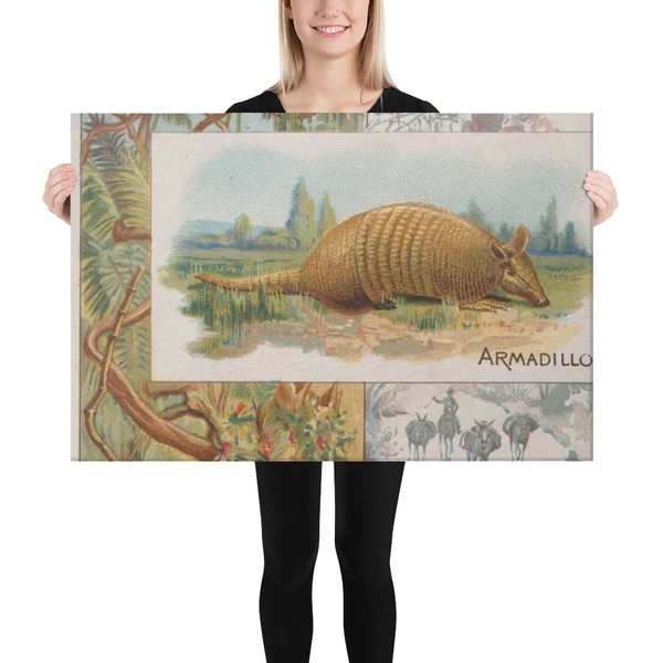 Armadillo, from Quadrupeds series (N41) for Allen & Ginter Cigarettes - Allen & Ginter - 1890 - Canvas Museum quality 7748457