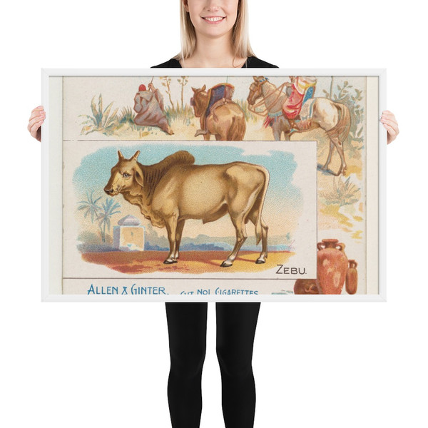 Zebu, from Quadrupeds series (N41) for Allen & Ginter Cigarettes - Allen & Ginter - 1890 - Photo Paper Framed Poster Museum quality 7724790