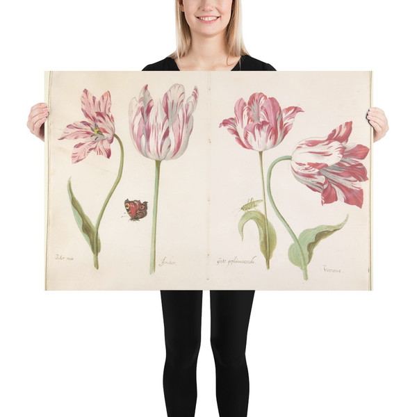 Four Tulips:  Boter man (Butter Man), Joncker (Nobleman), Grote geplumaceerde (The Great Plumed One), and Voorwint (With the Wind) - Jacob Marrel - ca. 1635–45 - Photo Paper Poster Museum quality 7798038