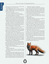 CHA3206 RoL Underground Overground Fox