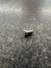 351-6601 Screw