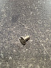 W048 SCREW