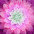 Dream Big Panels - Thistle