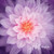 Dream Big Flower Orchid
