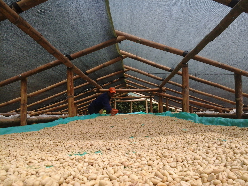 Finca San Luis - Colombia