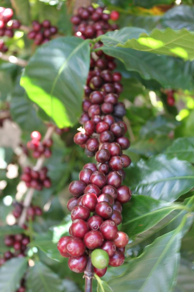 Cerro San Luis Honey - Costa Rica