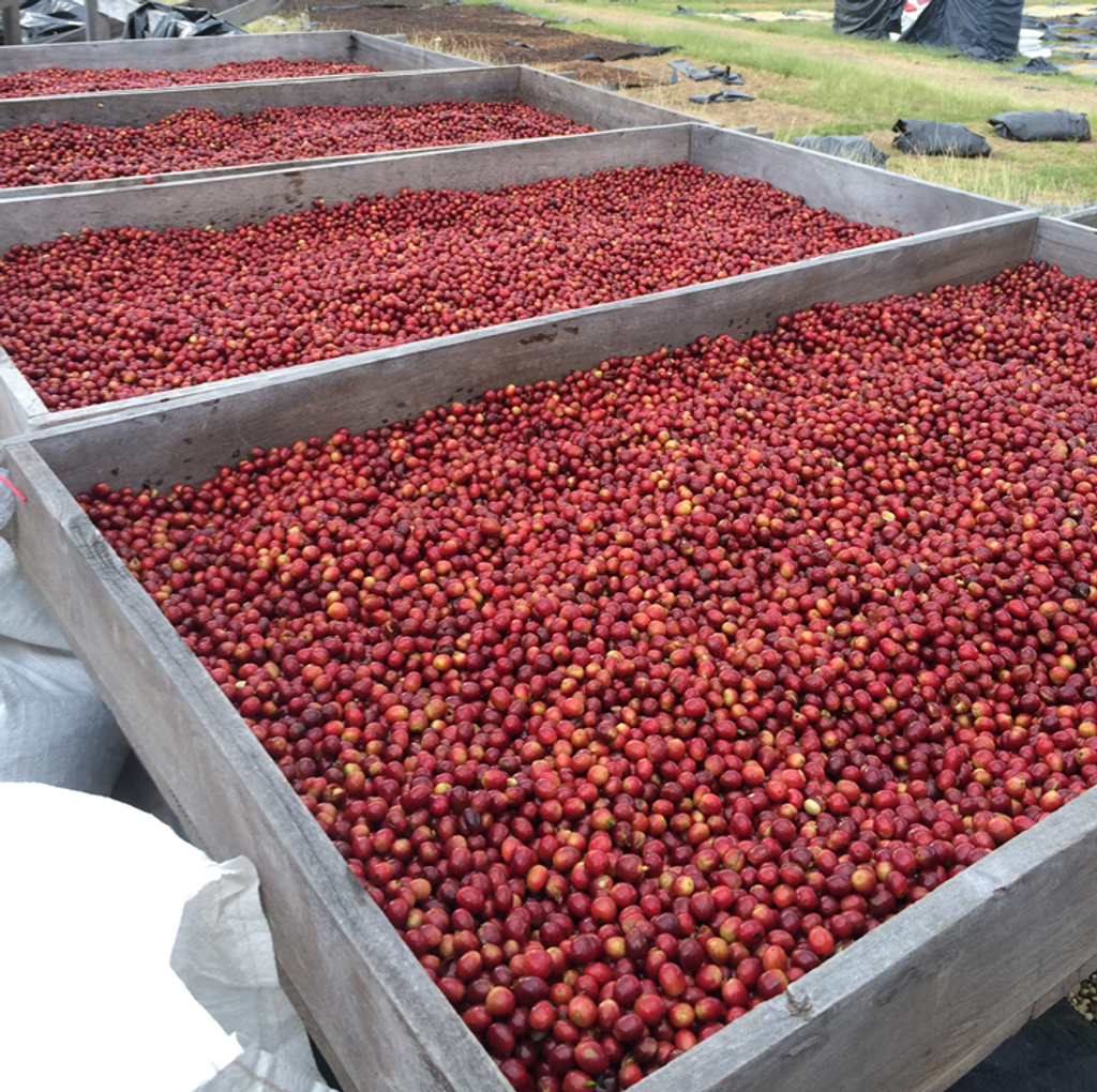 Gold Mountain Microlot - Nicaragua