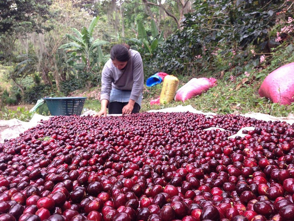 Sorting coffee in Jinotega
