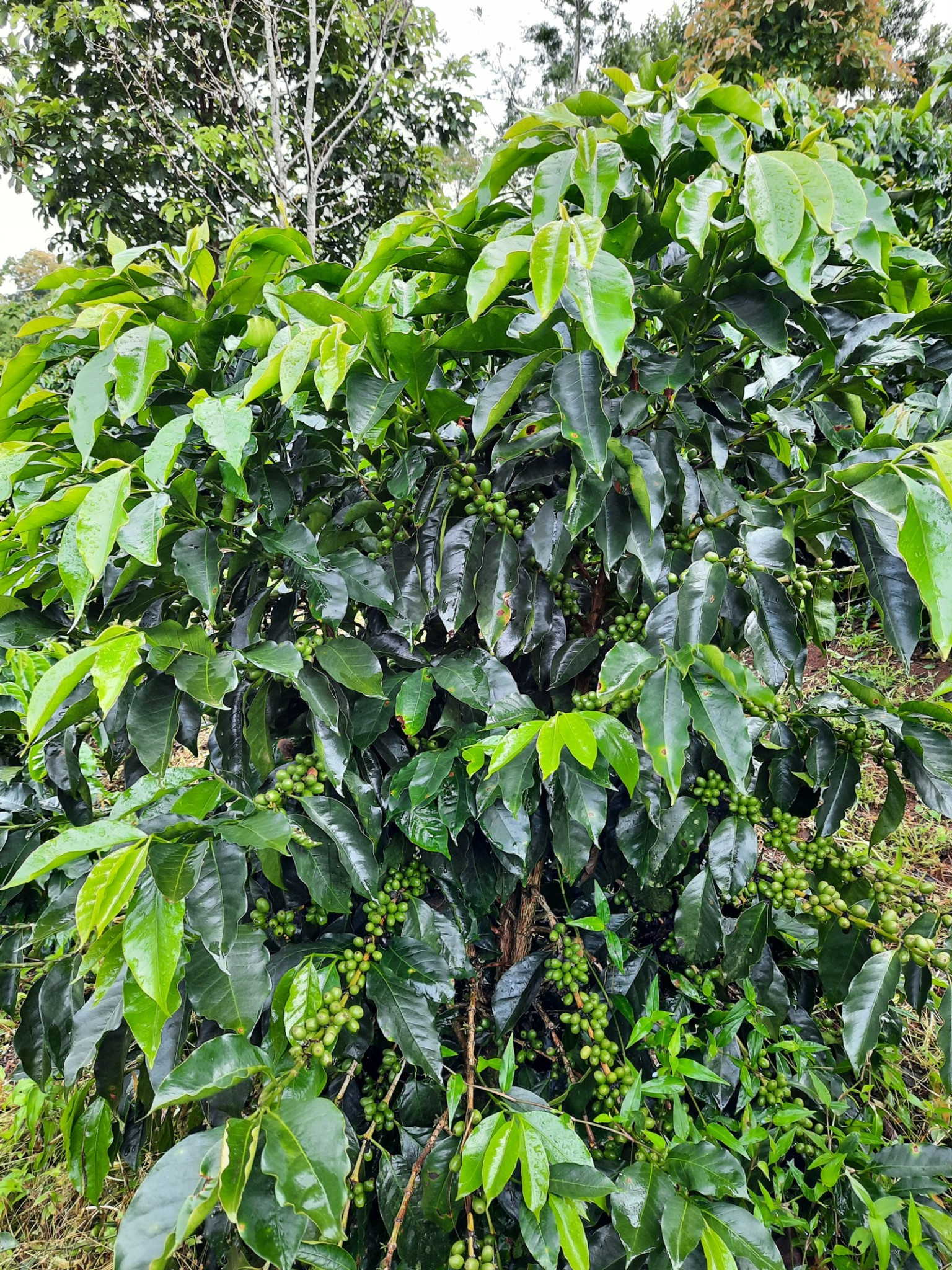 Joconte Estate - Honduras