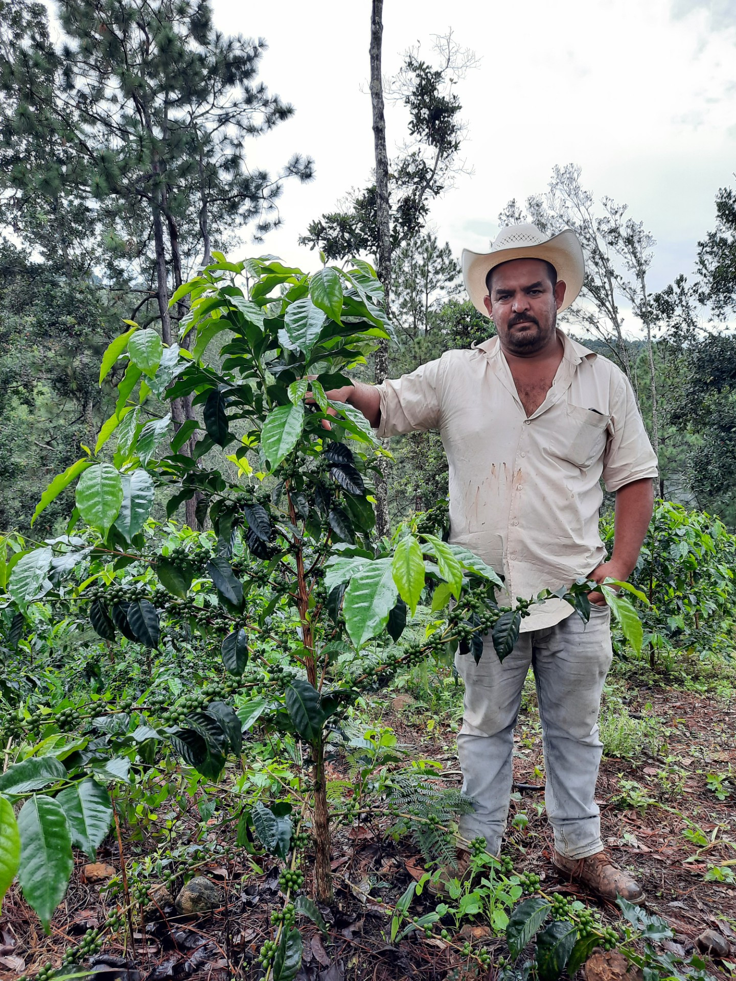 Joconte Estate - Honduras - Chocolate Fish Coffee Roasters