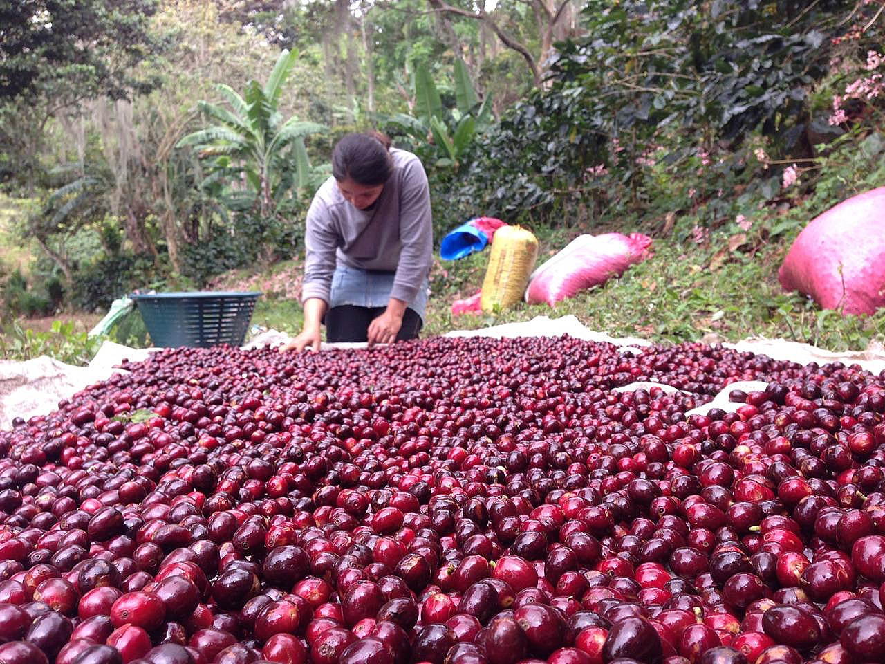 Sorting coffee in Jinotega