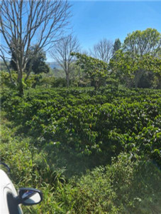 San Pancracio - Guatemala